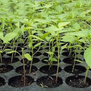 Lokesh 98 Cell Seedling Trays Gardening Germination Plastic Tray Nursery Pots Plant Plant Container Set