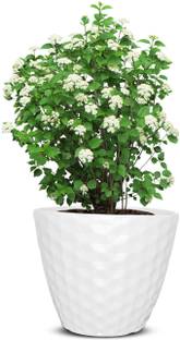 Garden's Need 10.5-Inch (26.67 cm) Spider Flower Pot | Round Shape, Set of 1, White Plant Container Set