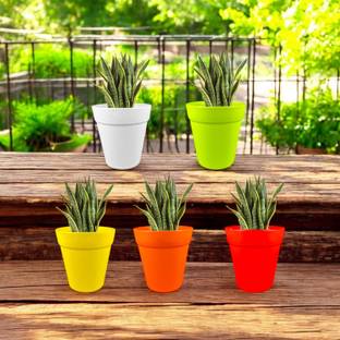 Garden's Need 4 Inch(10.16cm) Round Excal Flower Pot Plastic Planter Perfect Use for Versatile Plant Container Set