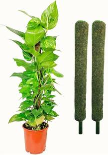 SK Fashion Plant Container Set