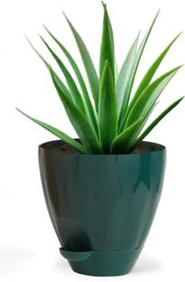 Padchaaya Plastic Round Flower Pot for Home Planters, Terrace, Garden for Gardening Plants Plant Container Set