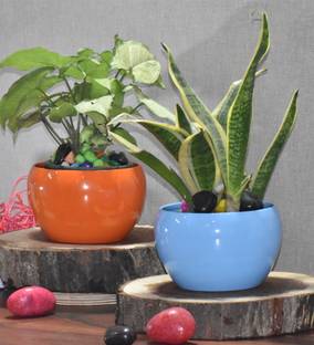 SONE KEY CHIDIYA Plant Container Set