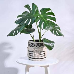 UGAOO Tassel Cotton Multicolour Basket Planter Plant Container Set