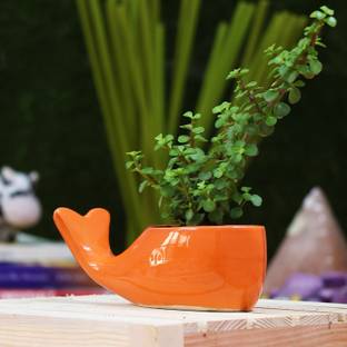 Leafy Tales Leafy Tales Dolphin Shape Ceramic Pot, Orange, 1 pc (Dolphin Orange) Plant Container Set