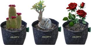 Alkarty GEO FABRIC GROW BAG 7X6 INCH FOR SUCCULENTS/ADENIUMS/ROSE/CACTUS Plant Container Set