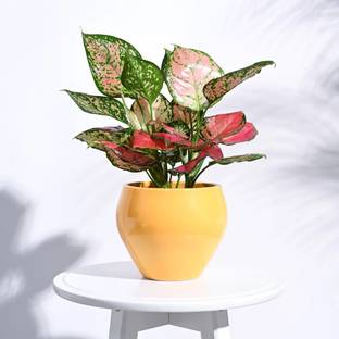 UGAOO Apple Ceramic Indoor Plant Pots - Yellow Plant Container Set