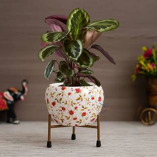 IMMUTABLE Plant Container Set