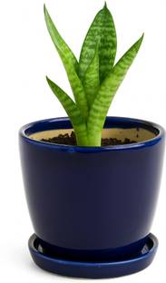 Brills Plant Container Set