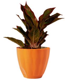 Padchaaya Flower Pot with Bottom Tray Container for Room Planters for Home-Lawns & Garden Plant Container Set