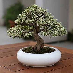 NAMURA ENTERPRISE CERAMIC CIRCULAR BONSAI PLANTER WITH HOLE Plant Container Set