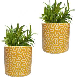 GPT Yellow RD-1 Pipe Ceramic Pot Size 4x4inch GH0022-09 Plant Container Set