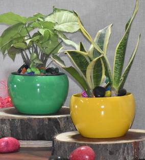 SONE KEY CHIDIYA Trendy Pot Combo/Indoor/Outdoor/Plant Container Green,Yellow ,5,5inch Pack 2 Plant Container Set