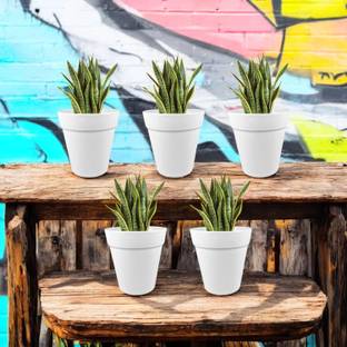 Garden's Need 4 Inch(10.16cm) Round Excal Flower Pot Plastic Planter Perfect Use for Versatile Plant Container Set