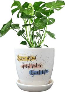 MUMU Ceramic pot with Quote | Positive mind good vibe great life | pot with tray Plant Container Set
