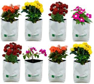 Cocogarden UV Treated Poly Grow Bags 20x20x40 cm – White, Pack of 8 for Terrace Gardening Plant Container Set