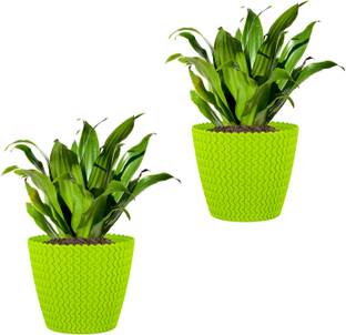 Garden's Need Plant Container Set