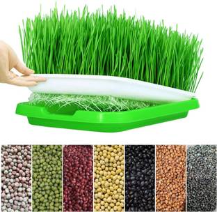 Kshavi Seed Sprouter Tray Germination Tray BPA Free Nursery Tray for Planting 1PCs Plant Container Set