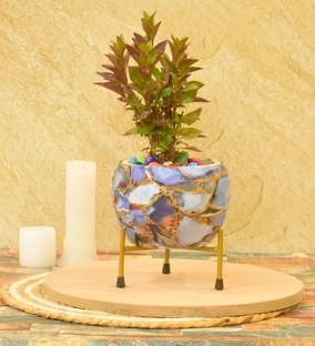 SONE KEY CHIDIYA Plant Container Set