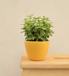 UGAOO Apple Ceramic Pot (Small, Yellow) Plant Container Set