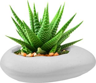 Garden's Need 12-Inch (30.48 cm) Pabble Flower Pot | Stone Shape, Set of 1, White Plant Container Set