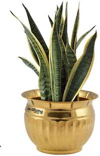 Alluring Homz Alluring Homz Home & Garden Decor Brass Flower Pot/Plant Container (1 Piece) Plant Container Set
