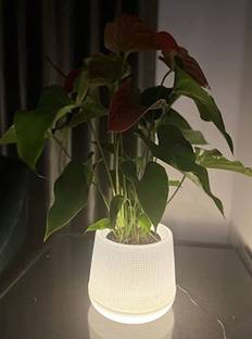 HomeFrills LED Planter Pot PEAR with Warm White Light (Size- 5 inch)(1 planter & 1 Adapter) Plant Container Set