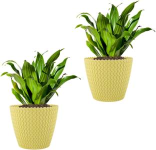 Garden's Need 7Inch Poppy Flower Pot for Indoor & Outdoor, Round Shape, Set of 2, Light Yellow Plant Container Set