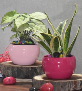 SONE KEY CHIDIYA Trendy Pot Combo/Indoor/Outdoor/Plant Container Pink,Maroon ,5,5inch Pack 2 Plant Container Set