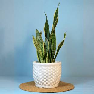 Mrida and Maati 8 Inch pot (WHITE,1 Pcs) Flower Pot for Home, Indoor & Outdoor Gamla, Gardening Plant Container Set