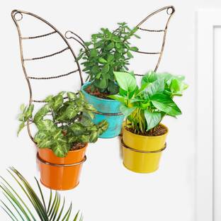 PLANTORI Live Indoor Plants with Pots | Set of 3 Plants + 1 Wall Planter (Unique shape) Plant Container Set