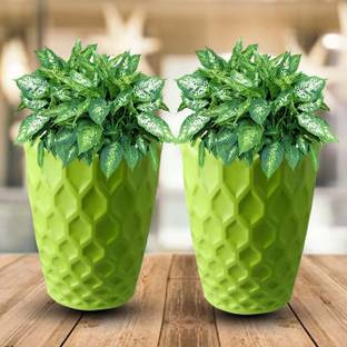Blooming Enterprises 2pc Royal Design 8inch Diameter Plastic Pots Green Plant Container Set