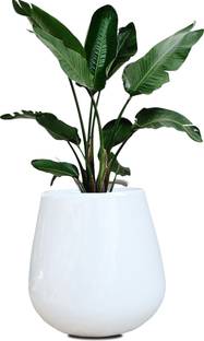 ANDYWARE "Petal Paradise 27x24x24 cm Plant Container Set – Decorative & Durable Planters" Plant Container Set