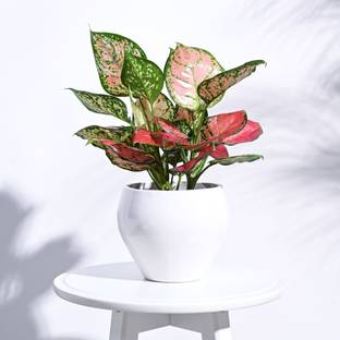 UGAOO Apple Ceramic Indoor Plant Pot - White (6.6 Inch Diameter) Plant Container Set