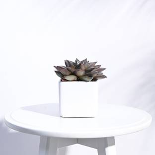 UGAOO Square White Ceramic Small Pot Plant Container Set