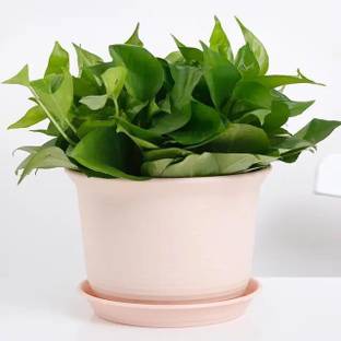 INKULTURE Plant Container Set
