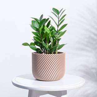 UGAOO Oblique Elegance Wooden Pot - 5 Inch Plant Container Set