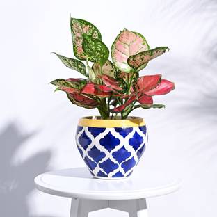 उगाऊ Apple Ceramic Indoor Pot - Rose Blue (6.6 Inch Diameter) प्लांट कंटेनर सेट