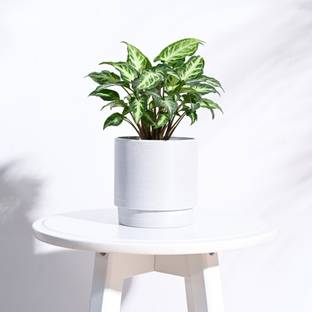 UGAOO Oslo Flower Pots for Home & Balcony Garden (Small, White) Plant Container Set