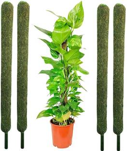 Nikhat LIMITED TIME OFFER 2 Feet Coco Pole Coir Moss Stick for Indoor - Outdoor, Plant Container Set