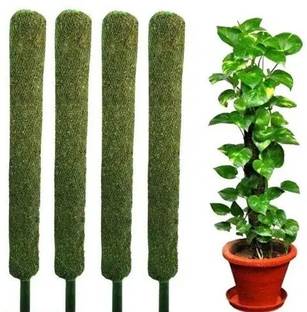 Nikhat Moss Stick for Money Plant, Climbing Indoor Plants (Set of 4) Plant Container Set