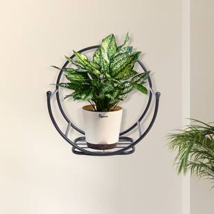 UGAOO Concave Wall Mounting Planter Metal Plant Pot Stand for Indoor, Outdoor Plant Container Set