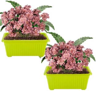 IMAGINEA Pots for Home Plants Planters for Gardening Floor Pots Lawns Flower Pot Balcony Plant Container Set