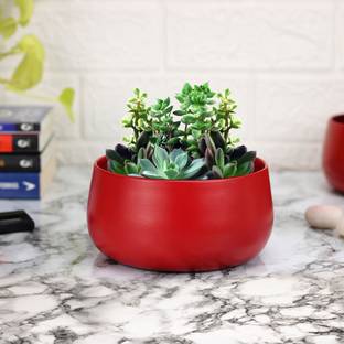 Urban Plant Flower Planter for Living Room | Succulent Pots | Table Top Planter for Office Plant Container Set