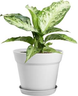 JIGSHTIAL Round Plastic Pot/Gamla/Balcony/Outdoor/Indoor Garden Plant Pot Plant Container Plastic Vase