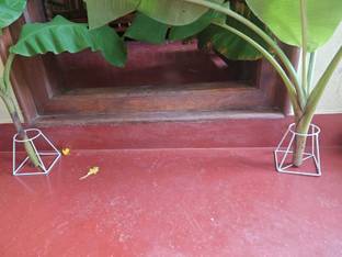 Arwan varamahalaksmi pooja banana stem stand Plant Container Set