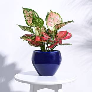 UGAOO Apple Ceramic Indoor Pot - Big Plant Container Set