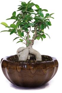 PLANTORI Big Bonsai Pot Container for Indoor(Without Plants)(9 inches dia)- BROWN Plant Container Set