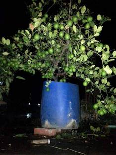 thai lemon Lemon Plant