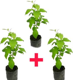sspykrts Bel Plant