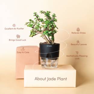Kyari Jade Plant